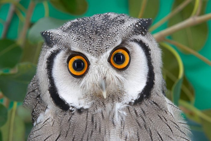 Why the owl has big eyes asl story